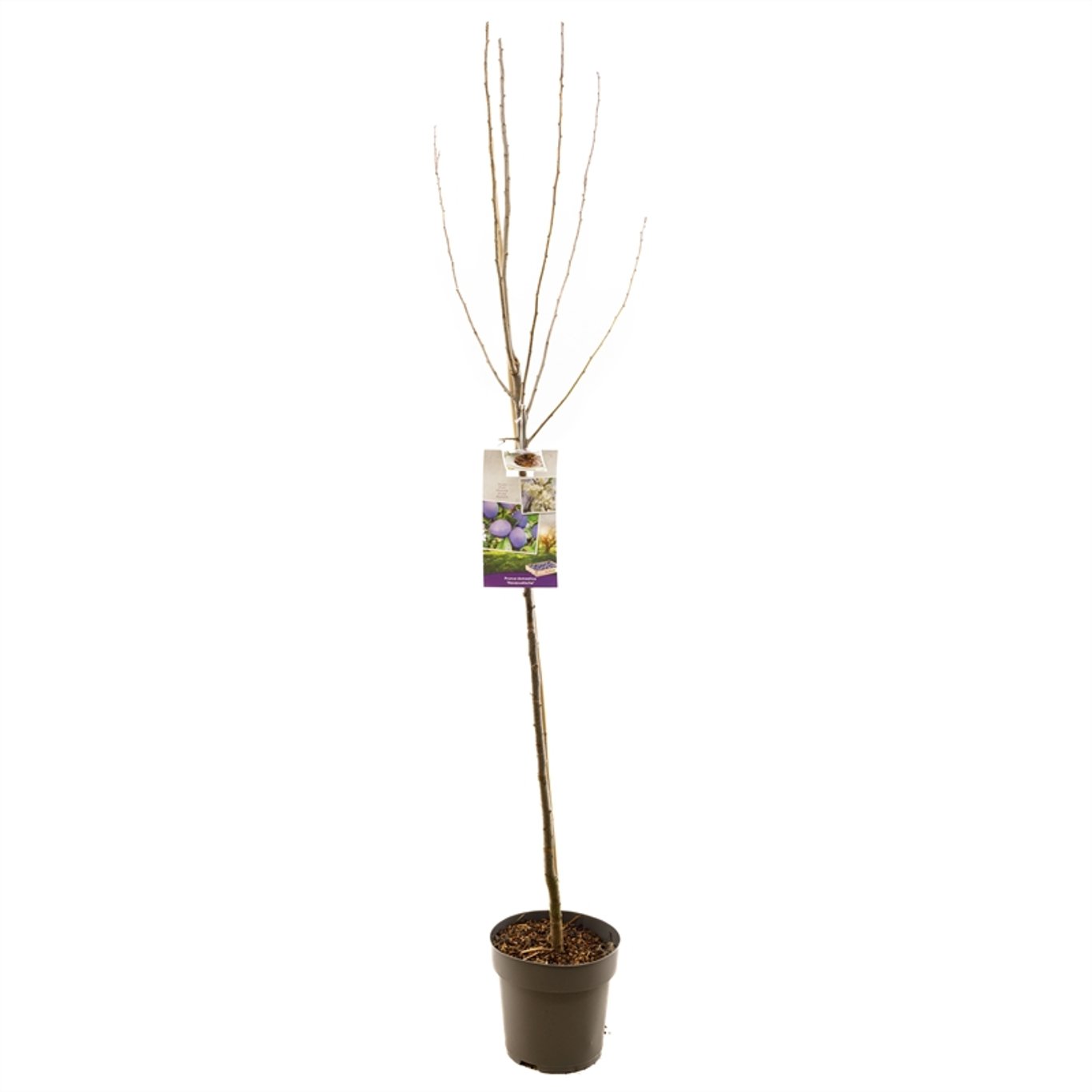 Prunus d. 'Hauszwetsche' - C7.5 Halfstem